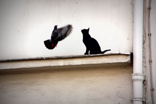 Straße,Straßenkunst,Paris,Vogel,KUNST,Vögel