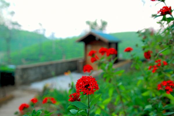 garden, nature, grass, artwork, flowers, red