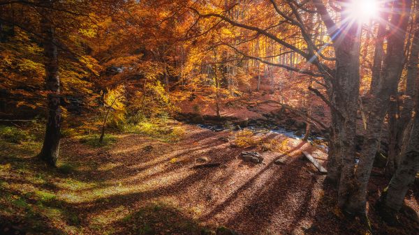 fall,leaves,foliage,forest,Veliko Karachiviev,stream