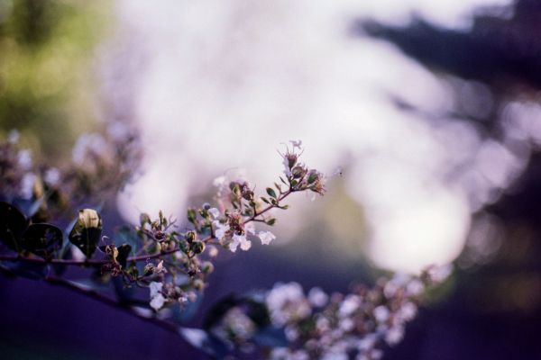 film, piękny, analog, roślina, kwiat, Natura