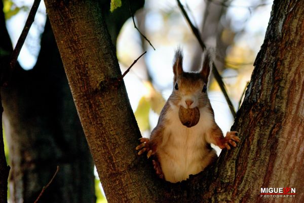 animaux, la nature, des arbres, Coloré, tomber, écureuil