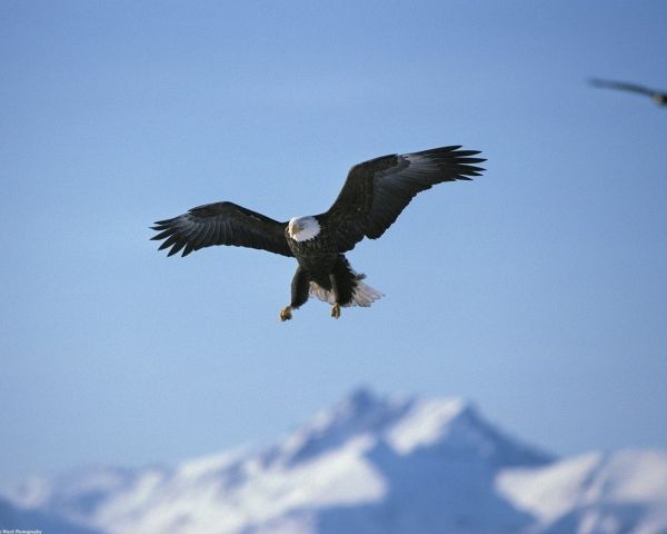 rovfugl,ørn,næb,Flyve,Flyvningen,Hvidhovedet havørn