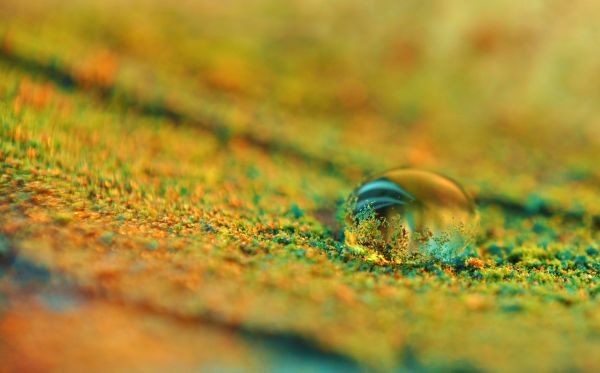 solljus,vatten,natur,gräs,fotografi,makro