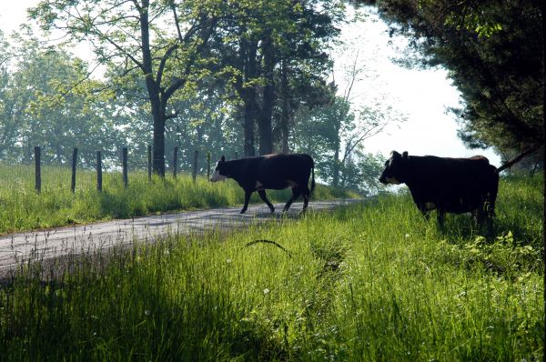 nyugati,utazás,Virginia,fénykép,tehenek,kirándulás