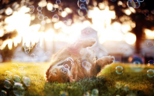 zonneschijn,hond,bubbels,speels