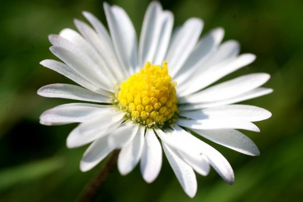 lille,Daisy,blomst,kronblade