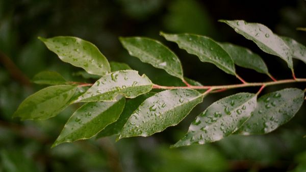 kasvi,puun lehti,terrestrial plant,oksa,puu,woody kasvi