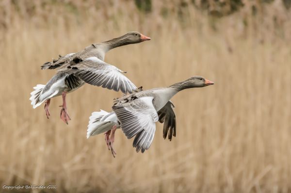 pájaro,naturaleza,aves,animal,Animales,gansos