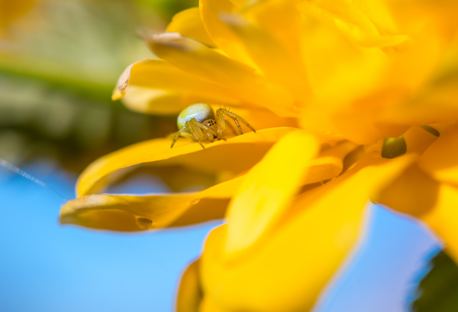 luz de sol, Ojos, cielo, piernas, macro, insecto, verde, amarillo, azul, Nikon, polen, flor, Bokeh, primavera, araña, abeja, flor, planta, micro, flora, Makro, Grn, pétalo, 60mm, Augen, D800, Blau, Beine, Blume, Gelb, premio, Haare, flor silvestre, Blanco, Papel pintado de la computadora, de cerca, Fotografía macro, Tallo de la planta, Insecto con membrana alada, néctar, Miel de abeja, Polinizador, Spinne, Remo, Bivetti, Kewlscrn, planta herbácea