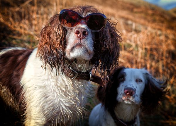 sollys,portrett,hund,solbriller,Canon,Dyr