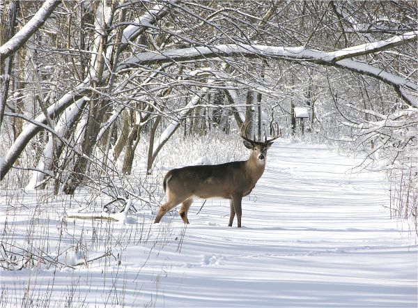 白色, 鹿, 尾巴, 性质, 公园, 雪