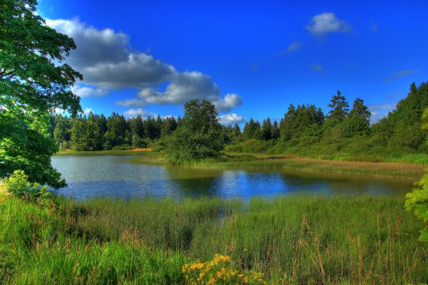 Alemania,paisaje,lago,Hessen,césped,naturaleza