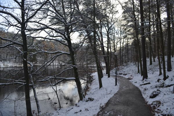 park,lake,winter