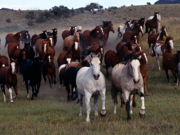 dieren,paard,weide,merrie,kudde-,boerderij