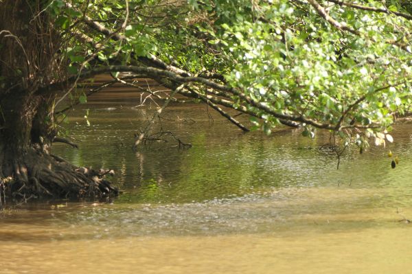 stromy,dřevo,rybník,jezero