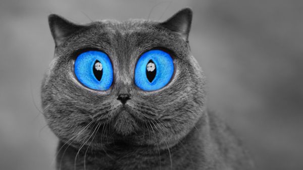 1920x1080 px, gatto, animali, occhi blu