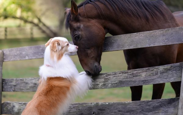 hest, udendørs, dyr, pattedyr, hund, hegn