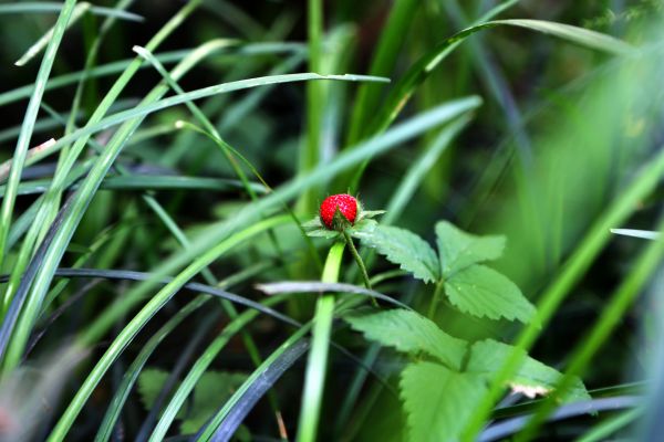 verde,plante,arc