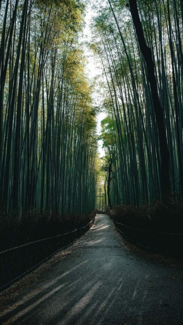 Natural landscape,ไม้,พฤกษศาสตร์,ใบไม้,สภาพแวดล้อมทางธรรมชาติ,สาขา