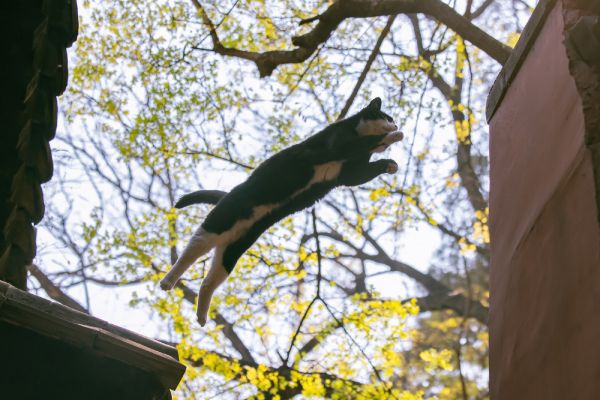 céu,Felídeo,galho,carnívoro,sombra,gato