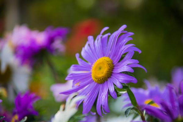 natură, inflori, Margaretă, floare, plantă, fotografie