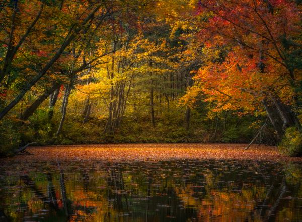 alberi,natura,paesaggio,acqua,parco,foresta