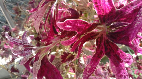 rote Blumen,Natur,Blumen,plant pot,rot,Blumengarten