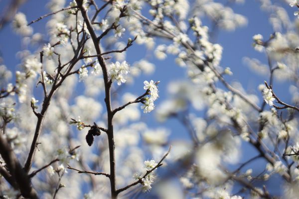 träd,gren,vit,blommor