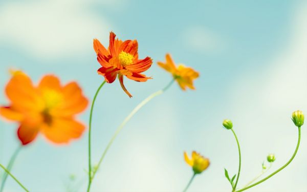 solljus,blommor,natur,himmel,fotografi,växter