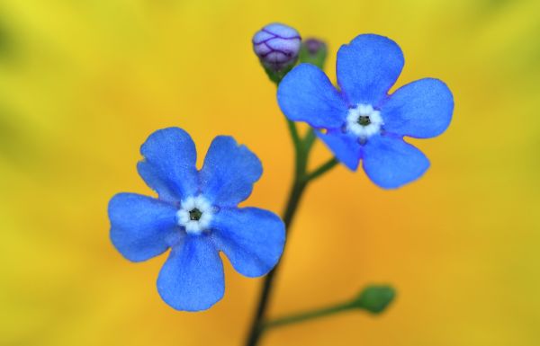 blommor, växter, blå, primavera, blommig, färger