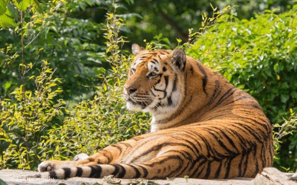 Tierwelt,Tiere,Tiger,große Katzen,Zoo,Dschungel