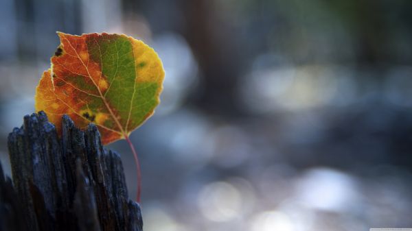 햇빛,이파리,자연,반사,겨울,사진술