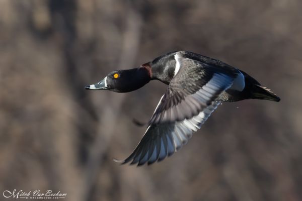 volador,fauna silvestre,agua,pato,ganso,pico