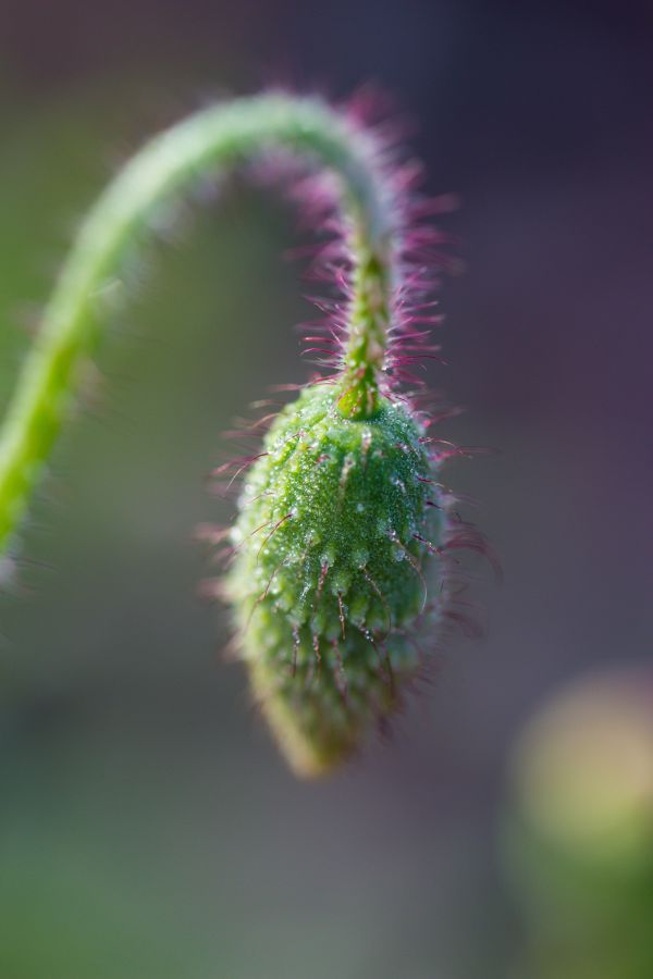 natur,græs,fotografering,makro,grøn,dug