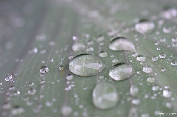 eau, pluie, la photographie, Macro, vert, Nikon