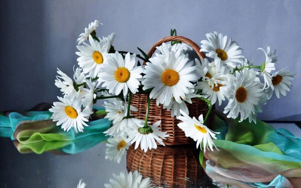 1920x1200 px,basket,beautiful,bouquet,daisies,field