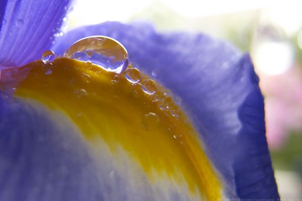 abstract, water, fotografie, zonlicht, natuur, Purper