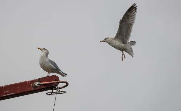 野生動物,嘴,鳥,飛行,フライト,アクション