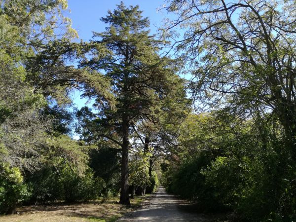 ουρανός,φυτό,Natural landscape,κλαδί,δέντρο,λάριξ