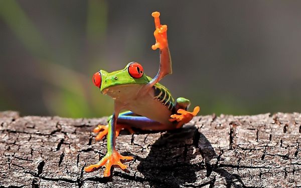 hewan,margasatwa,katak,amfibi,Red Eyed Pohon Frogs,jari tengah