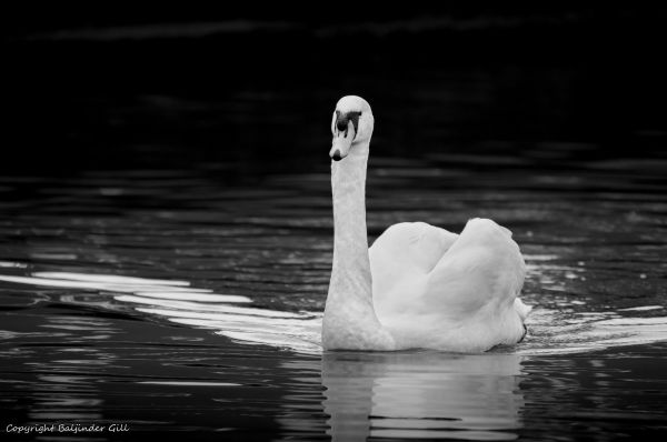 Schwan,Muteswan,weißer Schwan,Tierwelt,Schwarz-Weiss,Mono