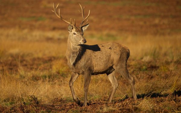 cerb,animale,animale sălbatice,pășune,Safari,faună