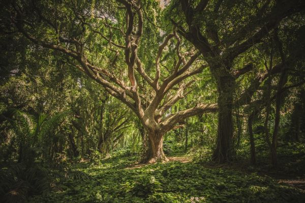 bomen,bladeren,planten,zonlicht