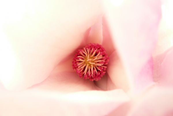 Flores, púrpura, jardín, naturaleza, verde, amarillo