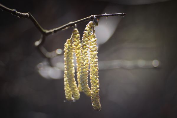 fotografovanie,vetva,zelená,žltá,pružina,peľ