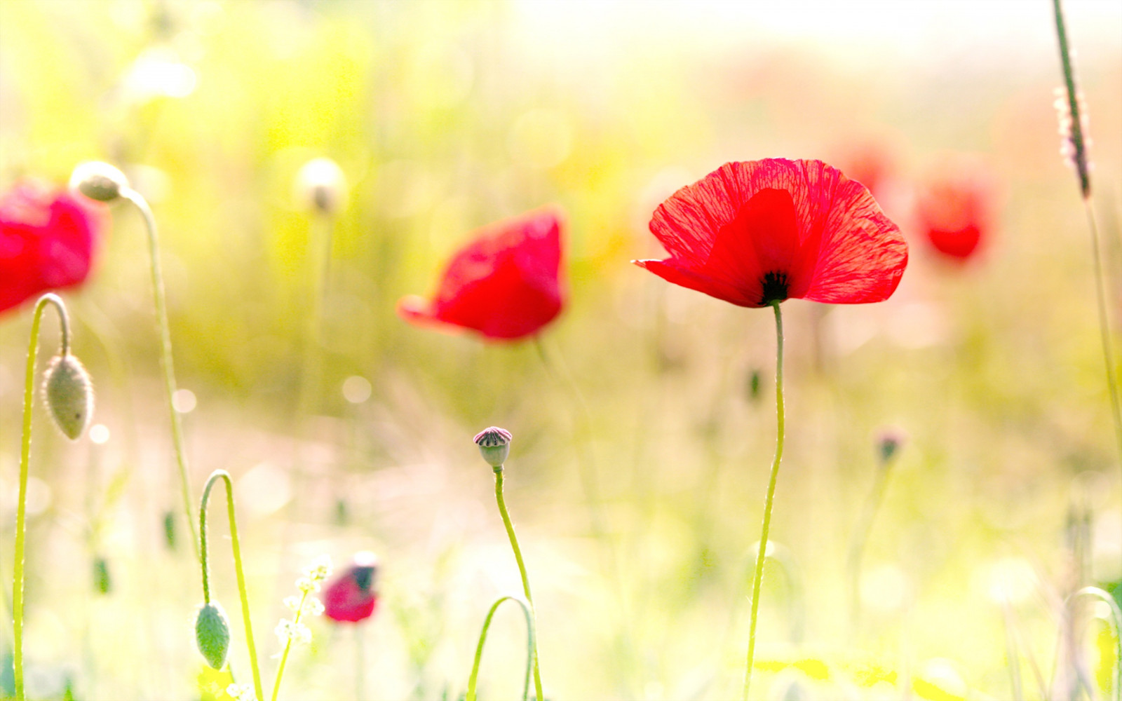 2560x1600 px, fleurs, coquelicot