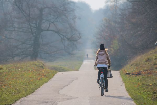 Bos, mensen, fiets, park, voertuig, weg