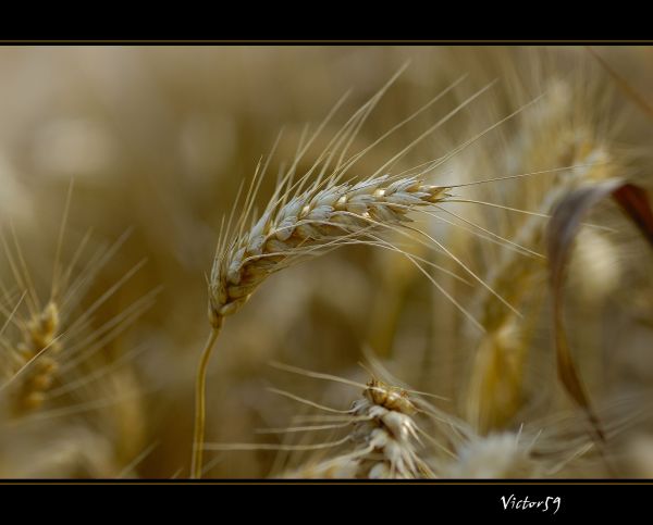 Italia,Desktop,jendela,kertas dinding,badai,pohon