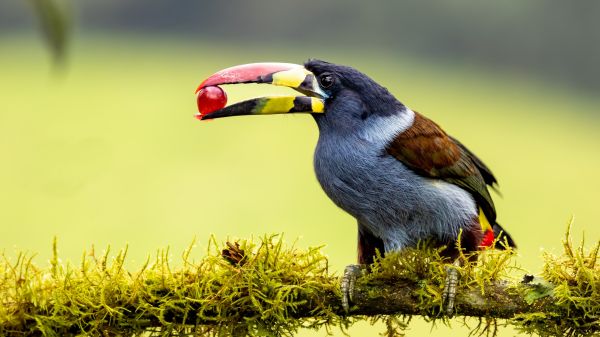 fugl,plante,næb,piciformes,græs,terrestrial animal