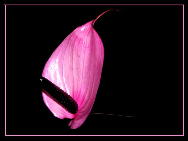 bloemen, natuur, planten, Purper, macro, bloesem